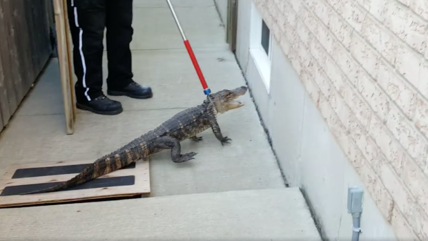 An alligator is seen restrained by a catch pole near a Hamilton home.